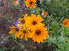 Blomme1.JPG