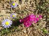 Blomme4.JPG