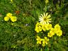 Blomme6.JPG