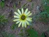 Daisy.JPG