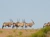 Gemsbok1.JPG