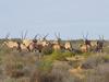 Gemsbok2.JPG