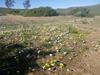 Suring120110627.JPG