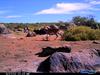 Steenbok1.JPG